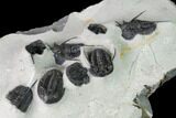 Cyphaspis Walteri & Kayserops Trilobite Cluster - Mrakib, Morocco #168395-10